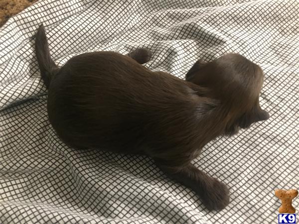 DixieMaeHavanese Picture 2